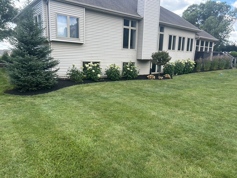 Long foundation bed of white hydrangeas with dark mulch and a sharp edge